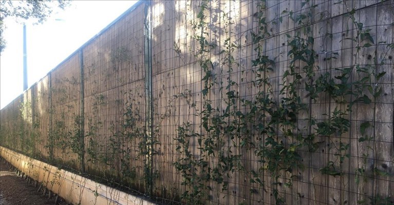 la parete verde su via di Novoli