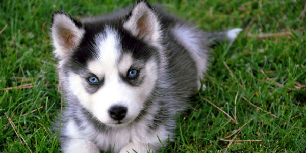 Per chi ha deciso sì... arriva il cucciolo!!