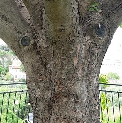 L'albero che ci guarda perplesso
