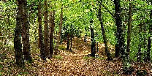 Il Bosco in Musica 2014. Concerti ed eventi nel verde. Date e orari...