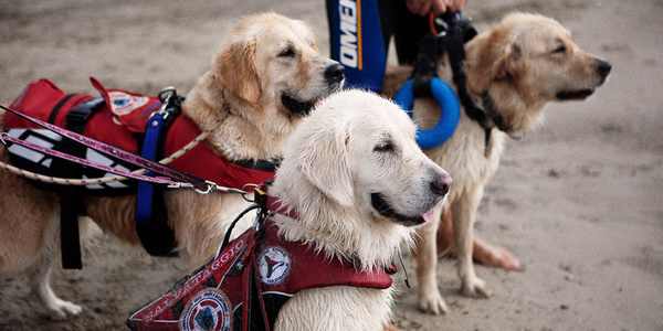 Barberino. Festa del volontariato, dimostrazioni e concorso per Fido