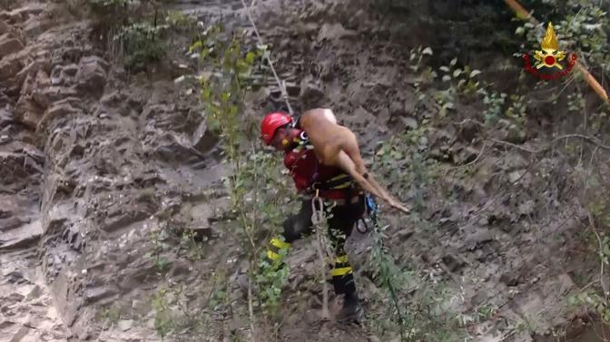 Dicomano. I pompieri salvano un capriolo incastrato sul burrone
