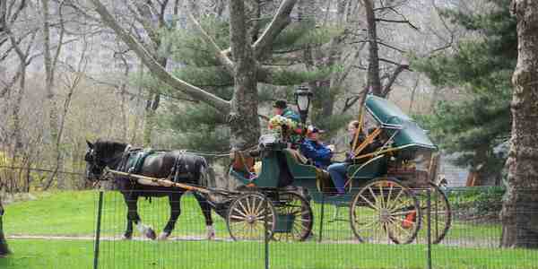 Lite tra vetturino e stalliere... a colpi di martello. Storia vera....