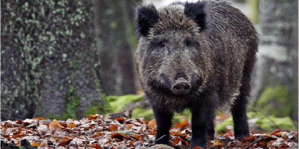 Cinghiali in città (!!!) a Firenze. Operazione per catturarli...