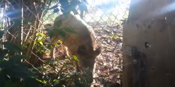 Cinghiale di 80 chili catturato dentro Careggi. Il video