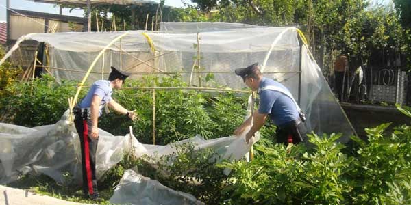 Arrestato mentre coltiva la marijuana nell'orto.