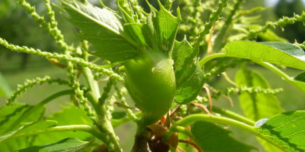 Cinipide&info. Domande per gli interventi entro 17 gennaio