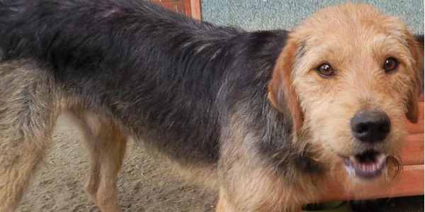 400 euro per adottare 'Pipino'. Accade a Greve