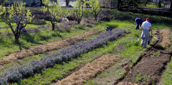Datti all'agricoltura! Dalla Regione 3 milioni per gli orti: Priorità ai giovani