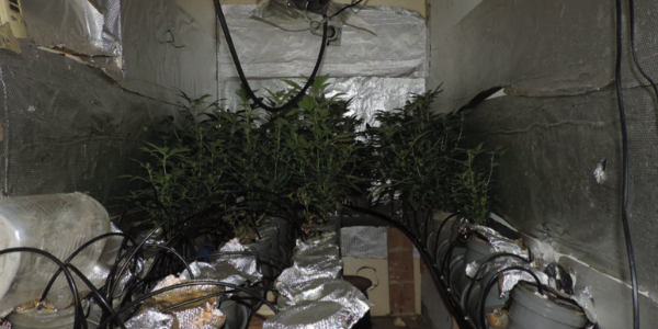 Marijuana. In casa il laboratorio, due arresti dei Carabinieri di Rufina