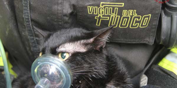 Salvato e rianimato un gatto dalle fiamme di un appartamento. Il video e fotoracconto