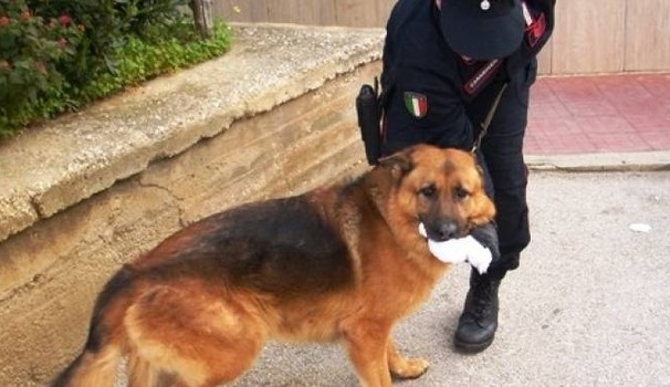 Batman colpisce ancora. Nuovi sequestri del cane antidroga