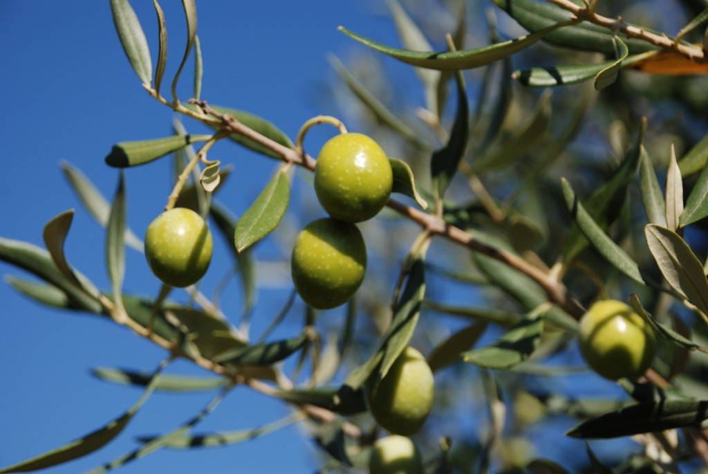 olio olive