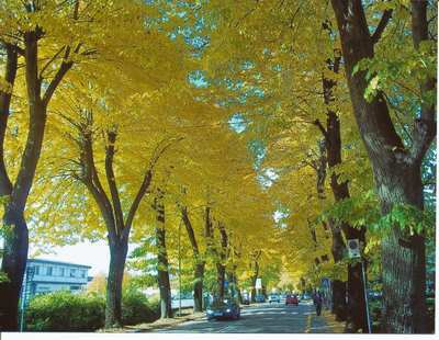 Le luci artificiali alterano il ‘riposo’ degli alberi? Lo dice il Cnr con uno studio effettuato a Firenze