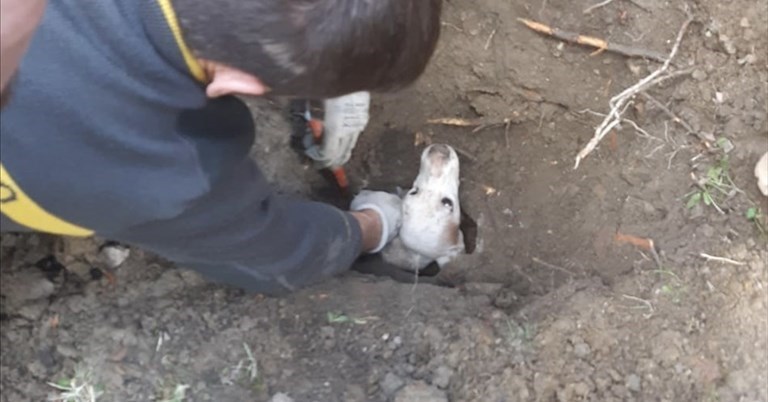 Il momento in cui il cane viene salvato