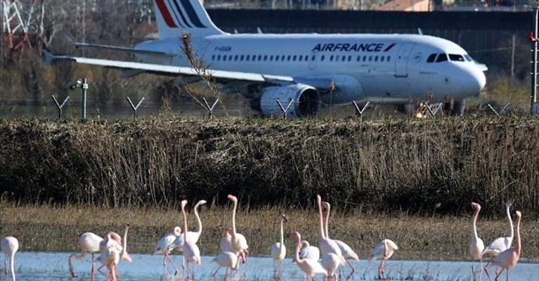 I fenicotteri e il grande aereo