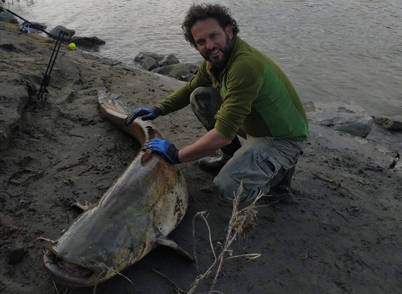 Massimo Modesto con il pesce siluro gigante