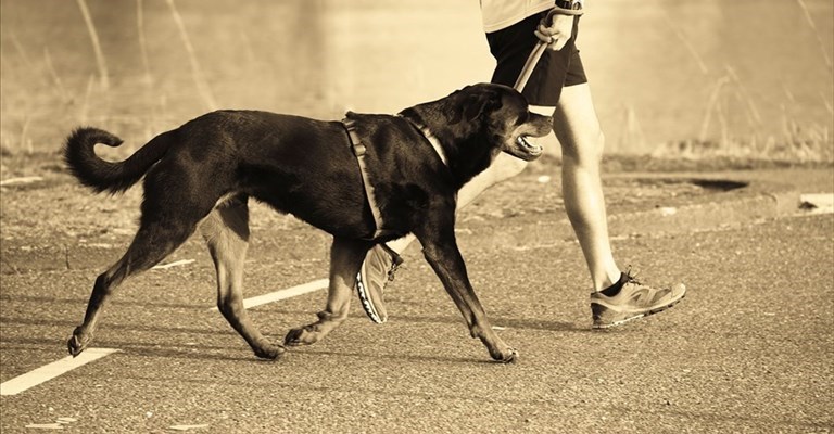 A passeggio col proprio cane