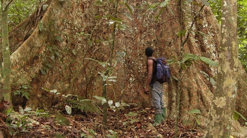 foreste pluviali - Tanzania