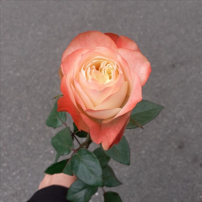 altra immagine del negozio