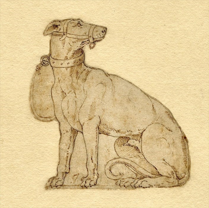 Scuola fiorentina del XV-XVI secolo Studio di cane penna e inchiostro su carta