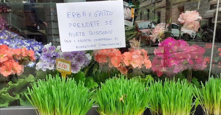 l'erba gatta in omaggio