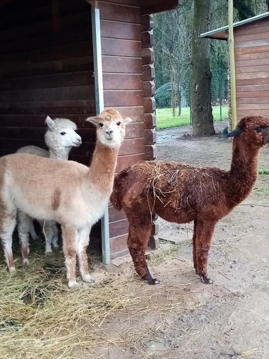 gli alpaca al pascolo