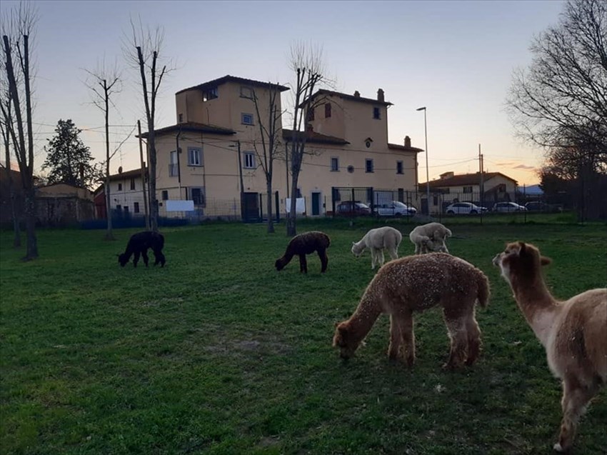 tramonto alla casa degli animali
