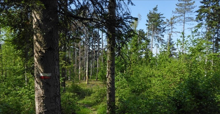 Riprende la silvicultura