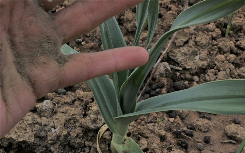 Agricoltura al palo per la siccità: inverno e primavera senza piogge