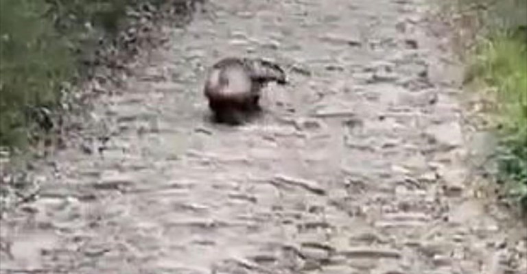 il tasso riacquista la libertà