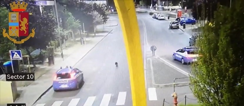 Istrice a passeggio sui viali fiorentini