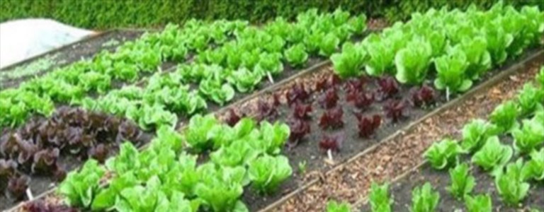 Riaprono gli orti sociali