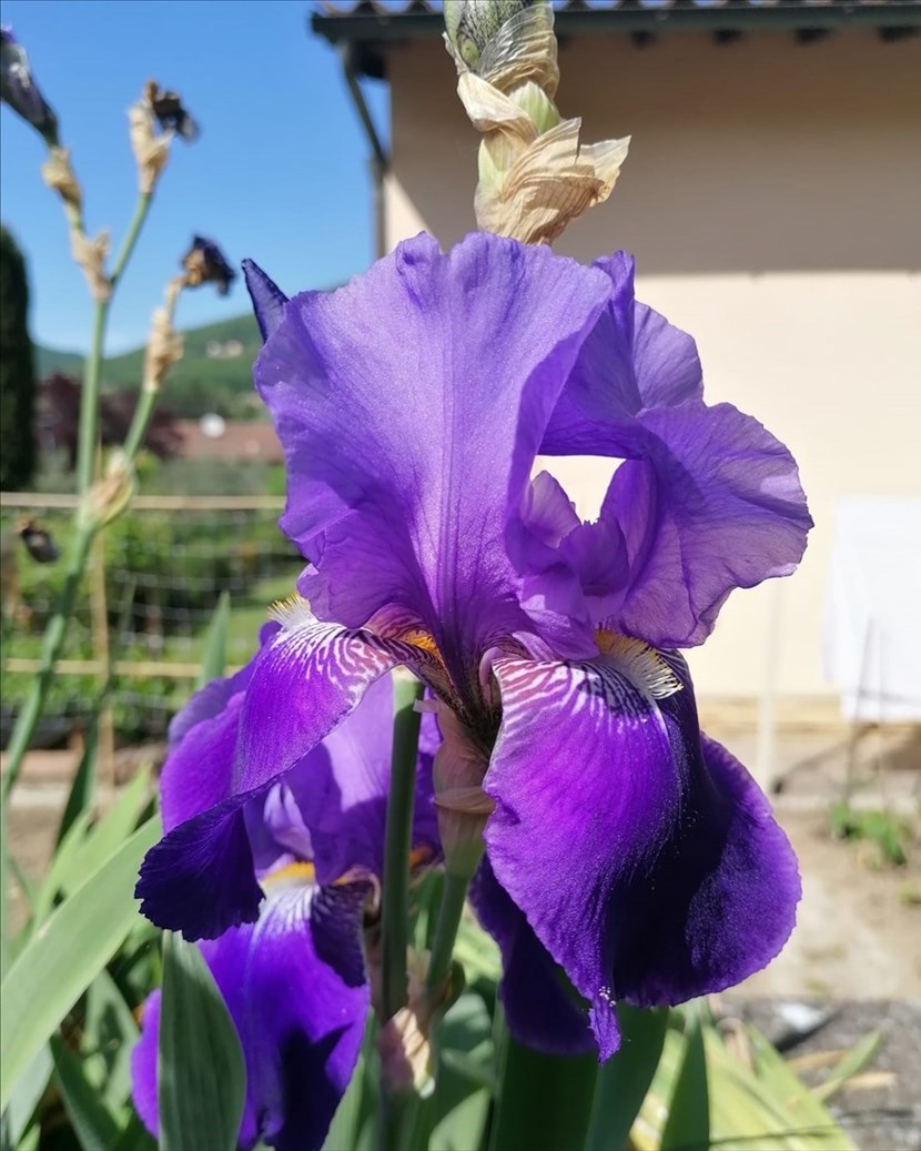 Fioritura iris color Fiorentina
