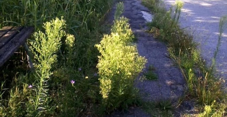 al via lo sfalcio in città