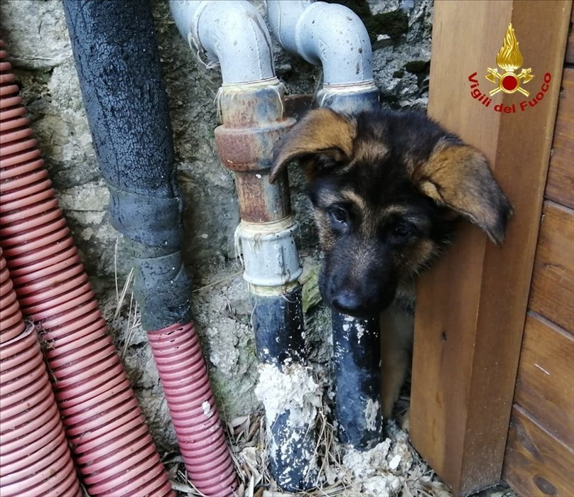 Calenzano. I vigili del fuoco salvano cucciolo incastrato tra tubazioni e un muro