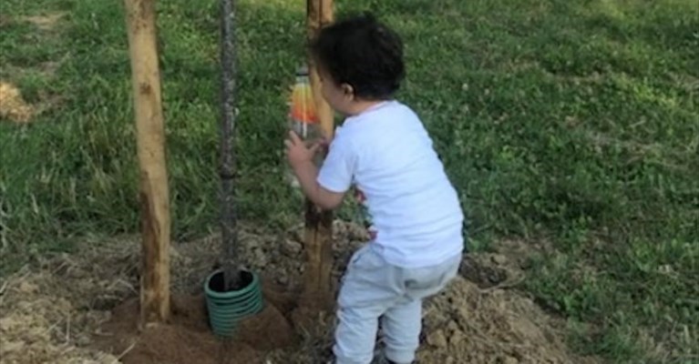 L'annaffiatore del ciliegio