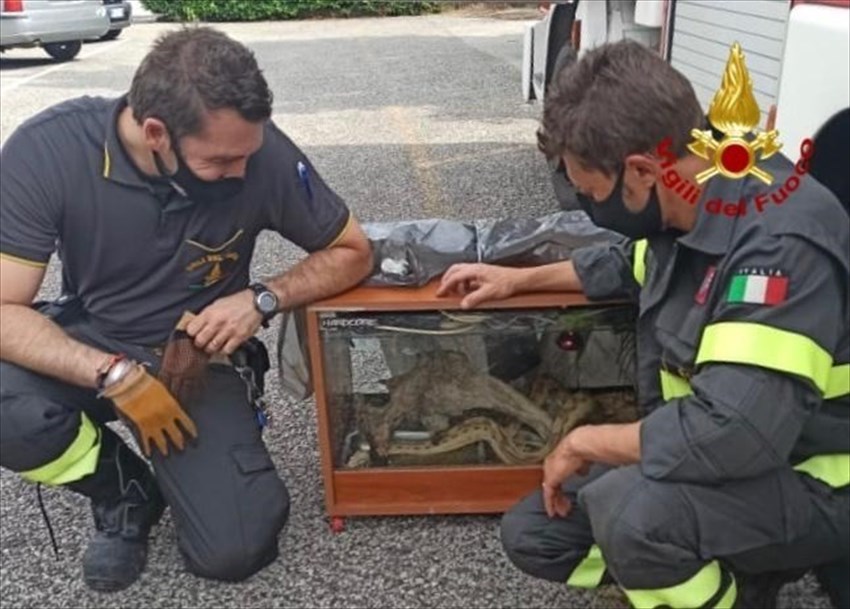 Boa abbandonato accanto a un cassonetto: recuperato dai pompieri