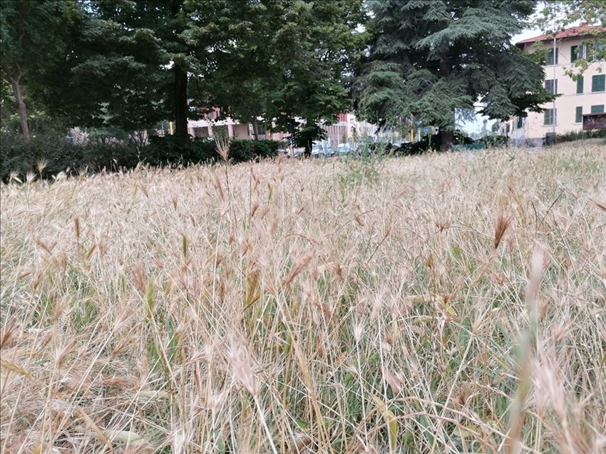 il giardino dimenticato