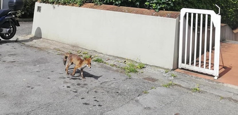 La volpe che si aggira tranquilla a Gavinana