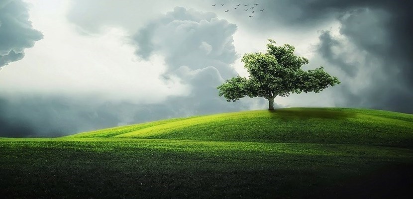 servono alberi in Toscana