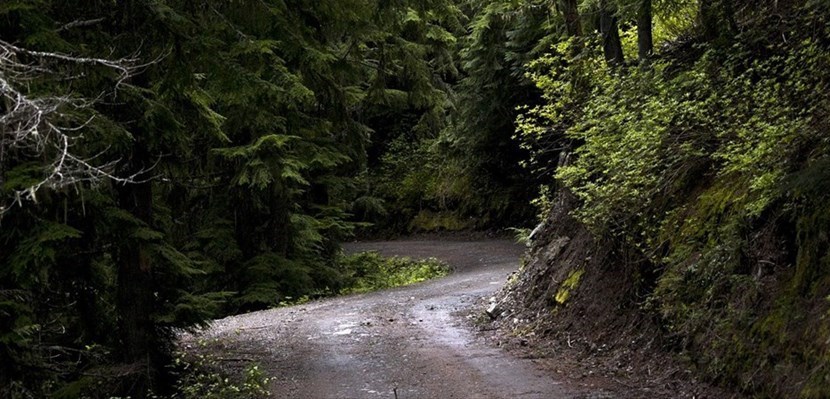 Rami sulle strade per il vento