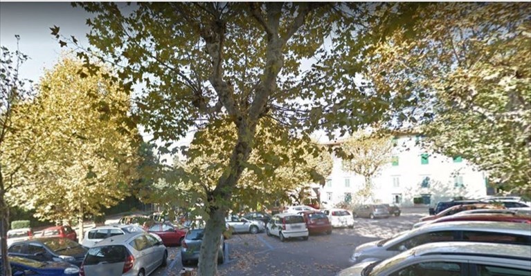 i platani di piazza del Mercato