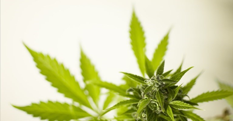 controlli antidroga a Firenze