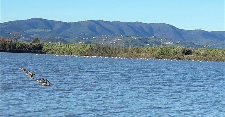 l'area lacustre della piana fiorentina