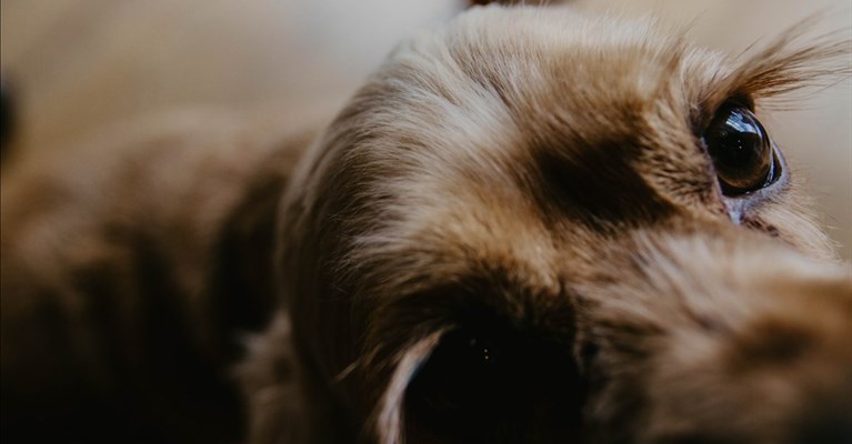 toilettature per cani aperti ed estetisti no?