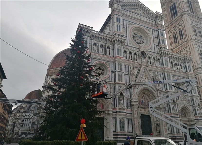 Abete in allestimento