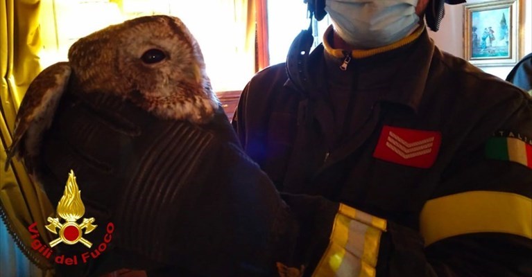 l'allocco recuperato dai Vigili del Fuco