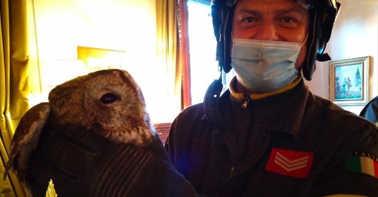 l'allocco recuperato dai Vigili del Fuoco