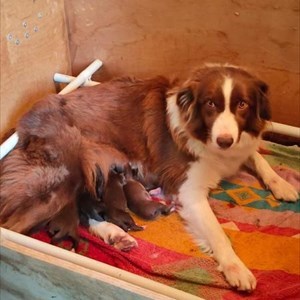 Piper e i suoi cuccioli